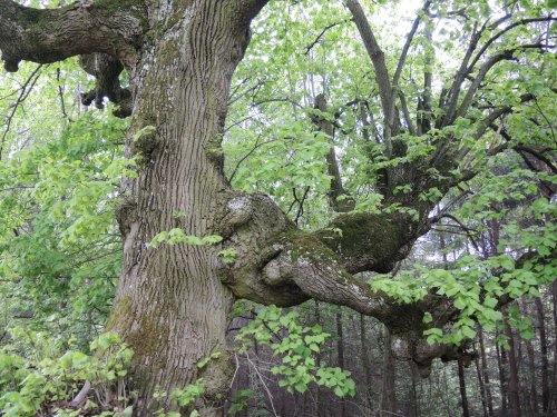 Autobusový zájezd na Vršatec - 11.5.2019