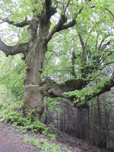 Autobusový zájezd na Vršatec - 11.5.2019
