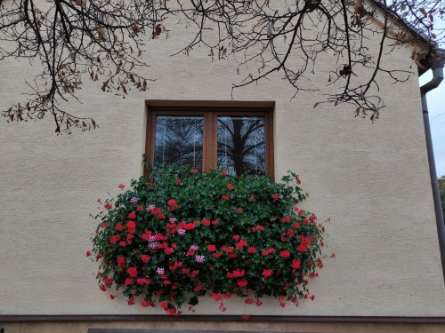 Muškáty na obecních oknech - 14.11.2021