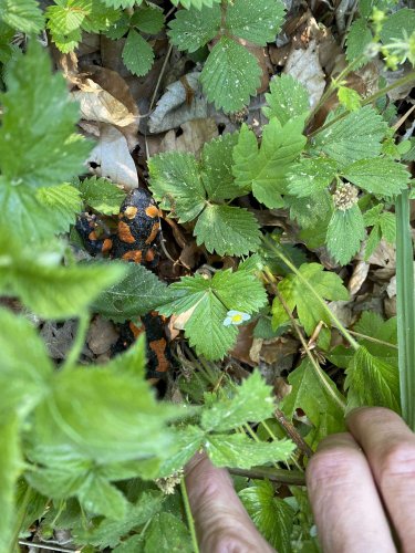 Sokolský "víkendový tábor" ve Vřesovicích - 14.5.2022