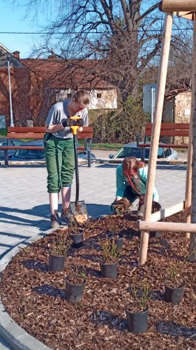 Soubor /2022-11-12-vysadba-ruze-05.jpg