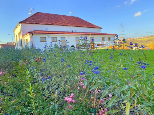 Růžové království v Podolí - 12.11.2022