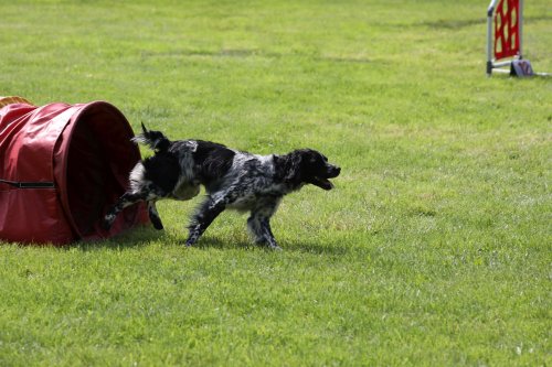 Úspěchy agility týmu z Podolí - 27.5.2023
