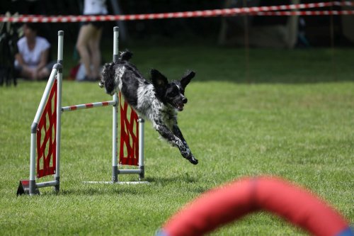 Úspěchy agility týmu z Podolí - 27.5.2023