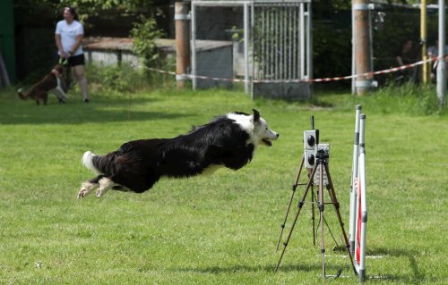 Úspěchy agility týmu z Podolí - 27.5.2023