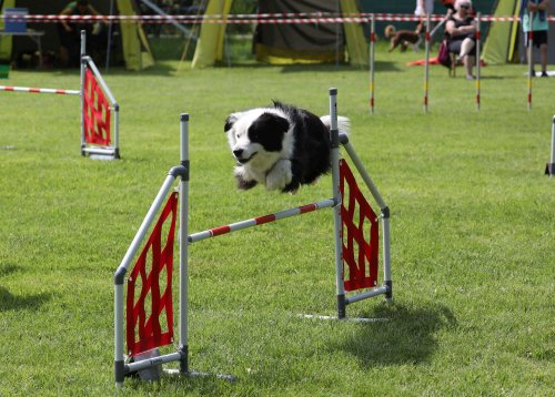 Úspěchy agility týmu z Podolí - 27.5.2023
