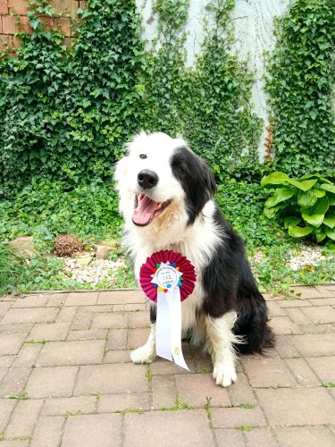 Úspěchy agility týmu z Podolí - 27.5.2023