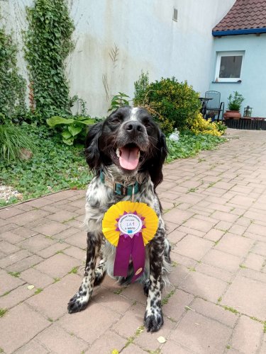 Úspěchy agility týmu z Podolí - 27.5.2023