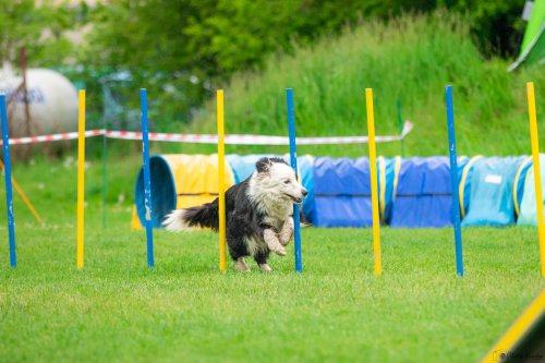 Úspěchy agility týmu z Podolí - 27.5.2023