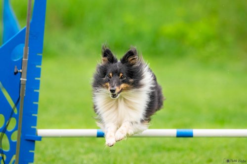 Úspěchy agility týmu z Podolí - 27.5.2023
