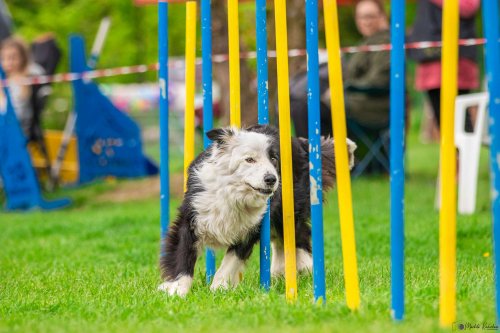 Úspěchy agility týmu z Podolí - 27.5.2023