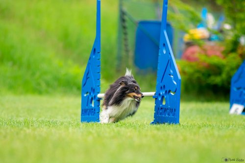 Úspěchy agility týmu z Podolí - 27.5.2023