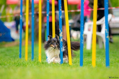 Úspěchy agility týmu z Podolí - 27.5.2023