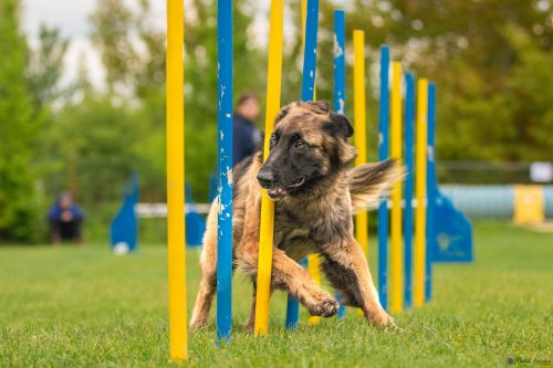 Úspěchy agility týmu z Podolí - 27.5.2023