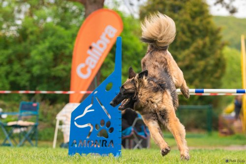 Úspěchy agility týmu z Podolí - 27.5.2023