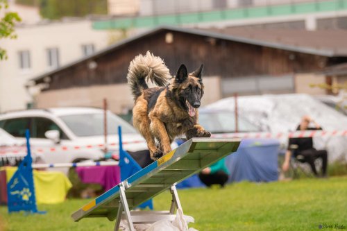 Úspěchy agility týmu z Podolí - 27.5.2023
