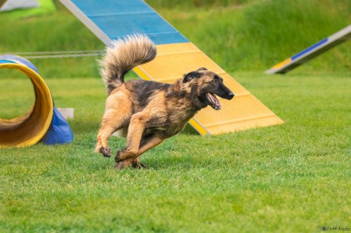 Úspěchy agility týmu z Podolí - 27.5.2023