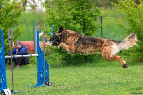 Úspěchy agility týmu z Podolí - 27.5.2023