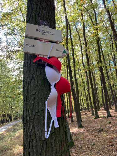 Vycházka Sokolů na hrad Buchlov a Karlovu skálu - 26.10.2023