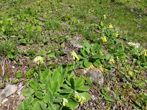 Výprava Sokolů na Dobrou Vodu - 3.4.2025